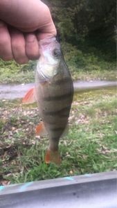 European Perch