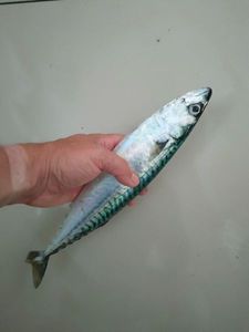 Mackerel