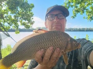 Common Carp