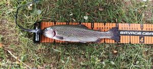 Rainbow Trout