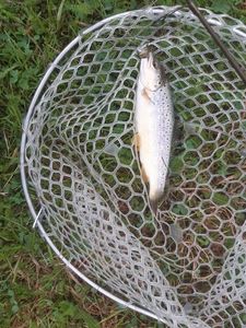 Brown Trout