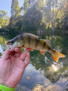 European Perch