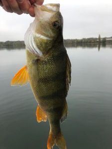 European Perch