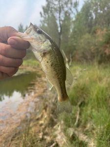 Largemouth Bass