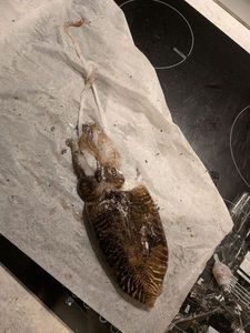 Common Cuttlefish