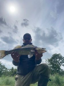 Zander
