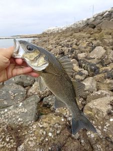 European Bass (Seabass)