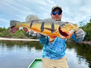 Peacock Bass ( Monoculus)