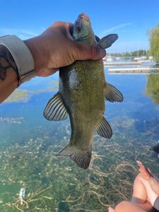 Tench