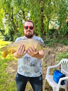 Common Carp