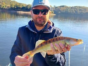 Zander