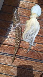 Inshore Lizardfish