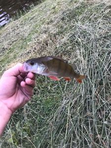 European Perch