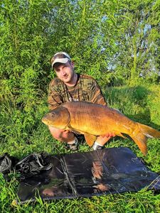 Mirror Carp