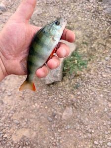 European Perch