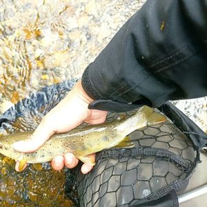 Brown Trout