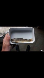 Rainbow Trout