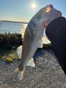 European Bass (Seabass)