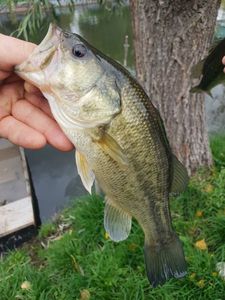 Largemouth Bass