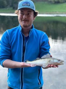 Zander