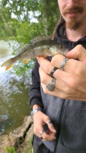 European Perch
