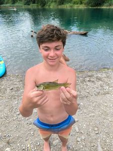 Largemouth Bass
