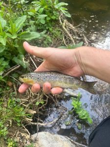 Brown Trout