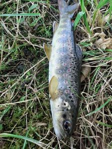 Brown Trout