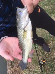 Largemouth Bass