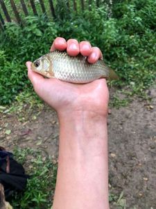 Crucian Carp