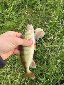 European Perch