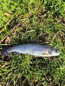 Rainbow Trout