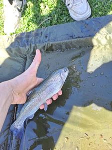 Rainbow Trout