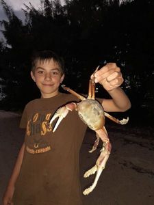 Crabe de palétuvier