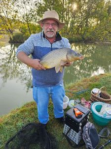 Common Carp