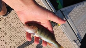 European Perch