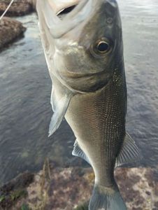 European Bass (Seabass)