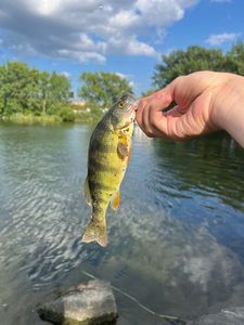 Yellow Perch