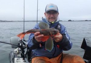 Grey Gurnard