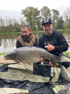 Common Carp