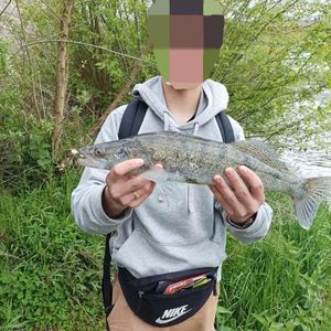 Zander