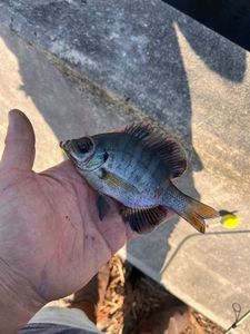 Bluegill