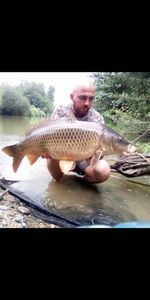 Common Carp