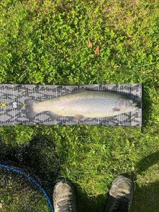 Rainbow Trout
