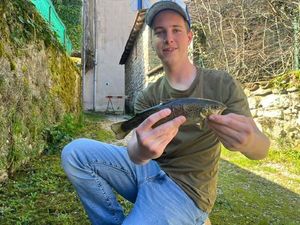 Brown Trout