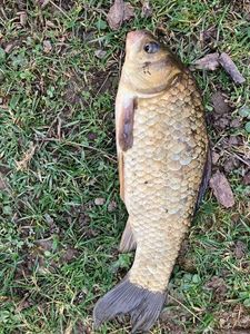 Common Carp