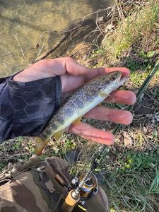 Brown Trout