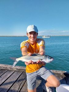 Kahawai (Australian Salmon)