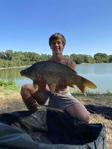 Common Carp