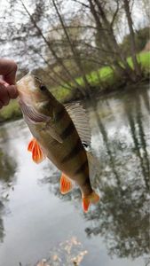 European Perch
